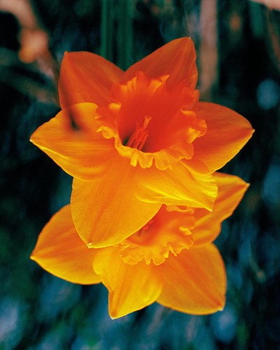 PERSONAL - © Chapters