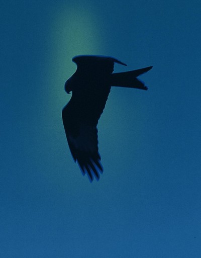 ON - Swiss Olympic Team - © Chapters